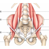 股関節前面痛は「腸腰筋」だけでは説明できない　海外リハビリで共有されている多因子モデル