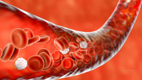 炎症は「流れの停滞」から生まれる？―静脈還流と身体回復の生理学―