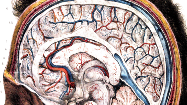 パーキンソン病と静脈還流　―「脳の排出」という視点から身体を考える―