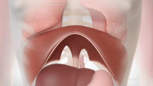 横隔膜は「呼吸の筋肉」ではない ― 体を動かす“吸い上げる力”の正体