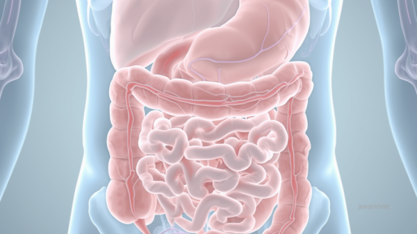 潰瘍性大腸炎と腸のうっ滞 ｜炎症が続く腸内環境と静脈還流の関係