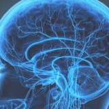 頭蓋の静脈 ── 脳を守る「見えない排水システム」