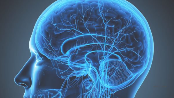 頭蓋の静脈 ── 脳を守る「見えない排水システム」