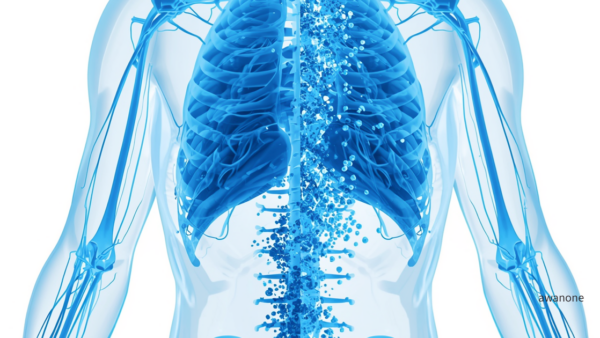 自己免疫疾患は「誤作動」ではない？身体の排水路（静脈）という新しい視点